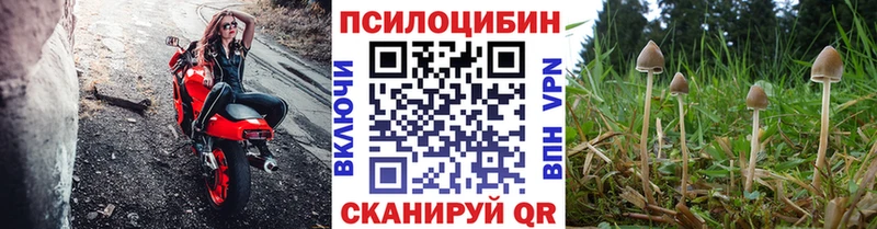 Галлюциногенные грибы Psilocybe  Сургут 